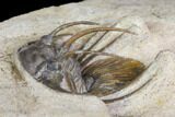 Bargain, Spiny Kolihapeltis Trilobite - Rare Species #141787-3